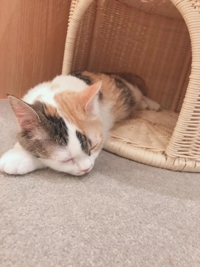 待ちナビ　よしの