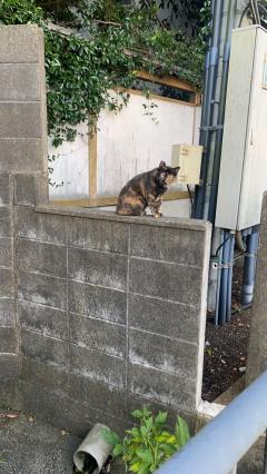 今夜も7時から‼️