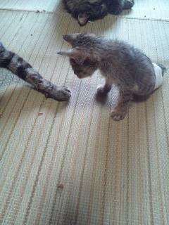 保険屋のおばちゃん　まり