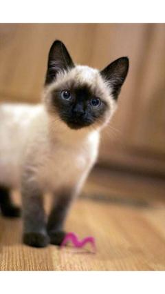 JaPON　茶々ﾁｬﾁｬ