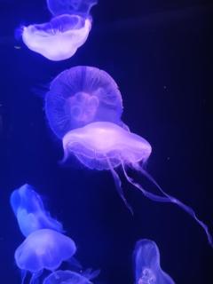 鹿児島天文館デリヘルLOVEVE～ラヴィーヴ～　りと☆聖水黄金AF対応Lカップ☆