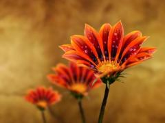 Spica(すぴか)　★かおる★電撃移籍入店決定！