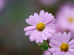 Spica(すぴか)　★かおる★電撃移籍入店決定！