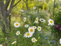 待ちナビ　さやか