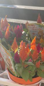 ママらんど宮崎店　りんか☆極上の美熟女