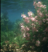  りりこ【綺麗すぎる未経験美女】