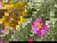 大人の遊園痴「スピーディー」　りつ（敏感で癒し系）