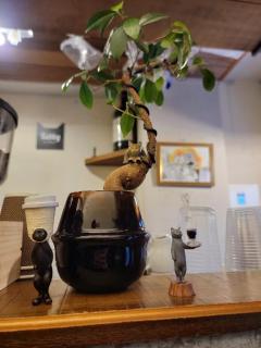 キャンディ　マユミ