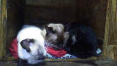 保険屋のおばちゃん(大分市) まり