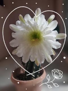 Liberty(リバティ)　ユズ★yuzu