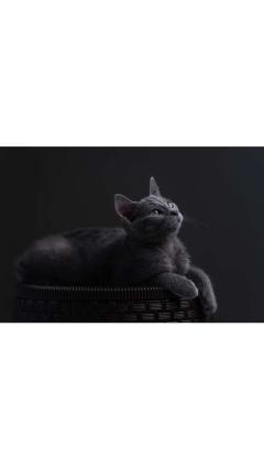 JaPON(大分市) 茶々ﾁｬﾁｬ