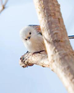 とるっ娘　バニラ