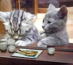 ぷにっ娘　楓ｶｴﾃﾞ