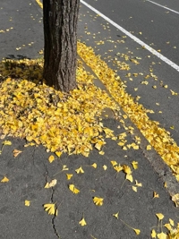 宮崎ちゃんこ都城店　こはる