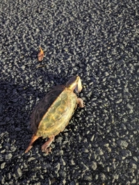 amazing（アメイジング）　なつ❀