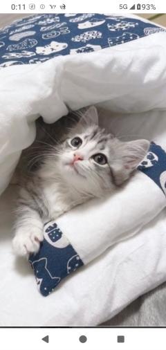 人妻セレブ　野風(のかぜ)