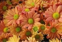 待ちナビ　きょうこ