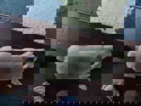 harmonyハーモニー　かおるこ(kaoruko)