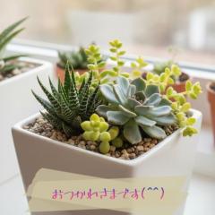 JaPON(大分市) 新人真子ﾏｺ