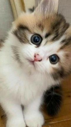 JaPON(大分市) 茶々ﾁｬﾁｬ