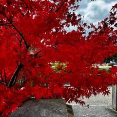 CLUB LUMINE　Mashiro【ましろ】