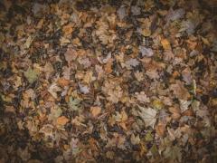 Spica(すぴか)　★かおる★電撃移籍入店決定！