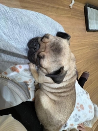 TheGrandPhoenix　ジェイ※爆乳Jカップ