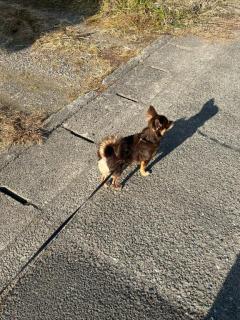 CLUB LUMINE　Haru【ハル】