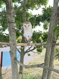 ドスケベ人妻　みらい♡魅惑のエロテロリスト