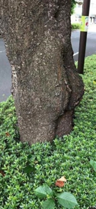 マドンナSANSAIN　りく