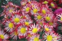 待ちナビ　きょうこ