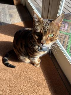 ご主人様いらっしゃい 大分店　神舌ゆい♡最強エロ女（痩せてきた）