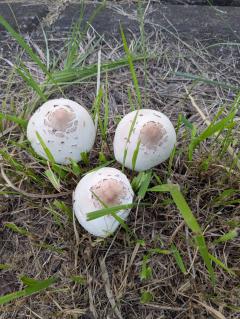  雑務おばさん・さち♡