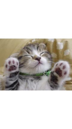 JaPON(大分市) 茶々ﾁｬﾁｬ