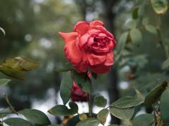 Spica(すぴか)　★かおる★電撃移籍入店決定！