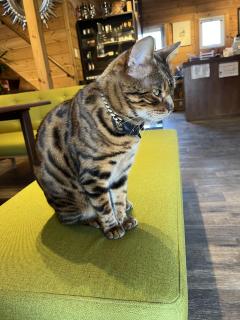 ご主人様いらっしゃい 大分店　神舌ゆい♡最強エロ女（痩せてきた）