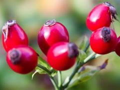 Spica(すぴか)　★かおる★電撃移籍入店決定！