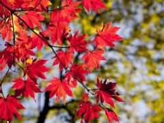 Spica(すぴか)　★かおる★電撃移籍入店決定！