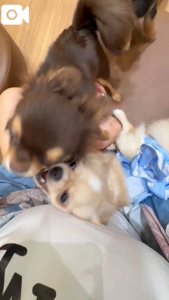 TheGrandPhoenix　ジェイ※爆乳Jカップ