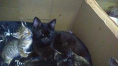 保険屋のおばちゃん(大分市) まり