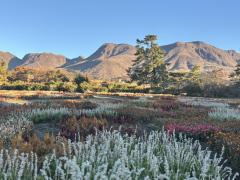 ご主人様いらっしゃい 大分店　神舌ゆい♡最強エロ女（痩せてきた）