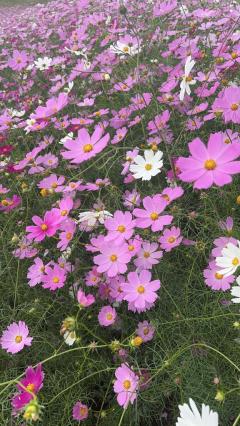 人妻ステーションポータブル　さよ