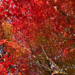 CLUB LUMINE　Mashiro【ましろ】