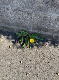 宮崎ちゃんこ都城店　こはる