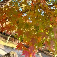  Mashiro【ましろ】