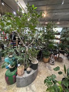 es-1  エスワン　ねい