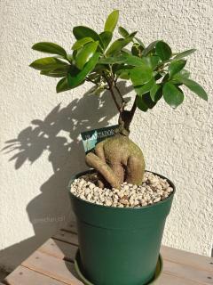 es-1  エスワン　ねい