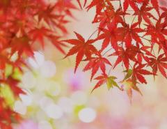 シングルママ(都城市) るみ☆小柄スレンダー