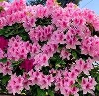 待ちナビ　らいあ