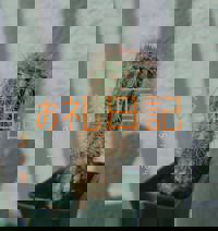 宮崎ちゃんこ中央通店　ぼたん